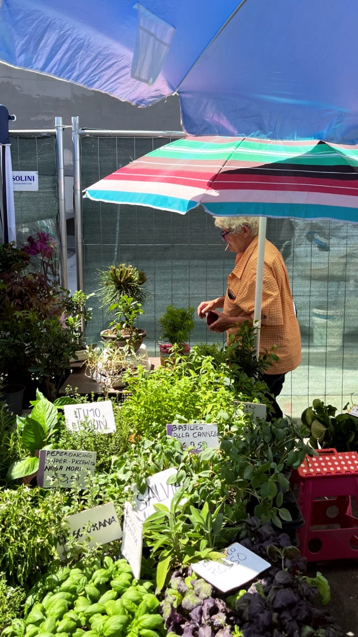 An elderly person tends to potted plants and herbs at an outdoor market stall, shaded by a colorful umbrella. Handwritten signs with plant names and prices are visible among the greenery.