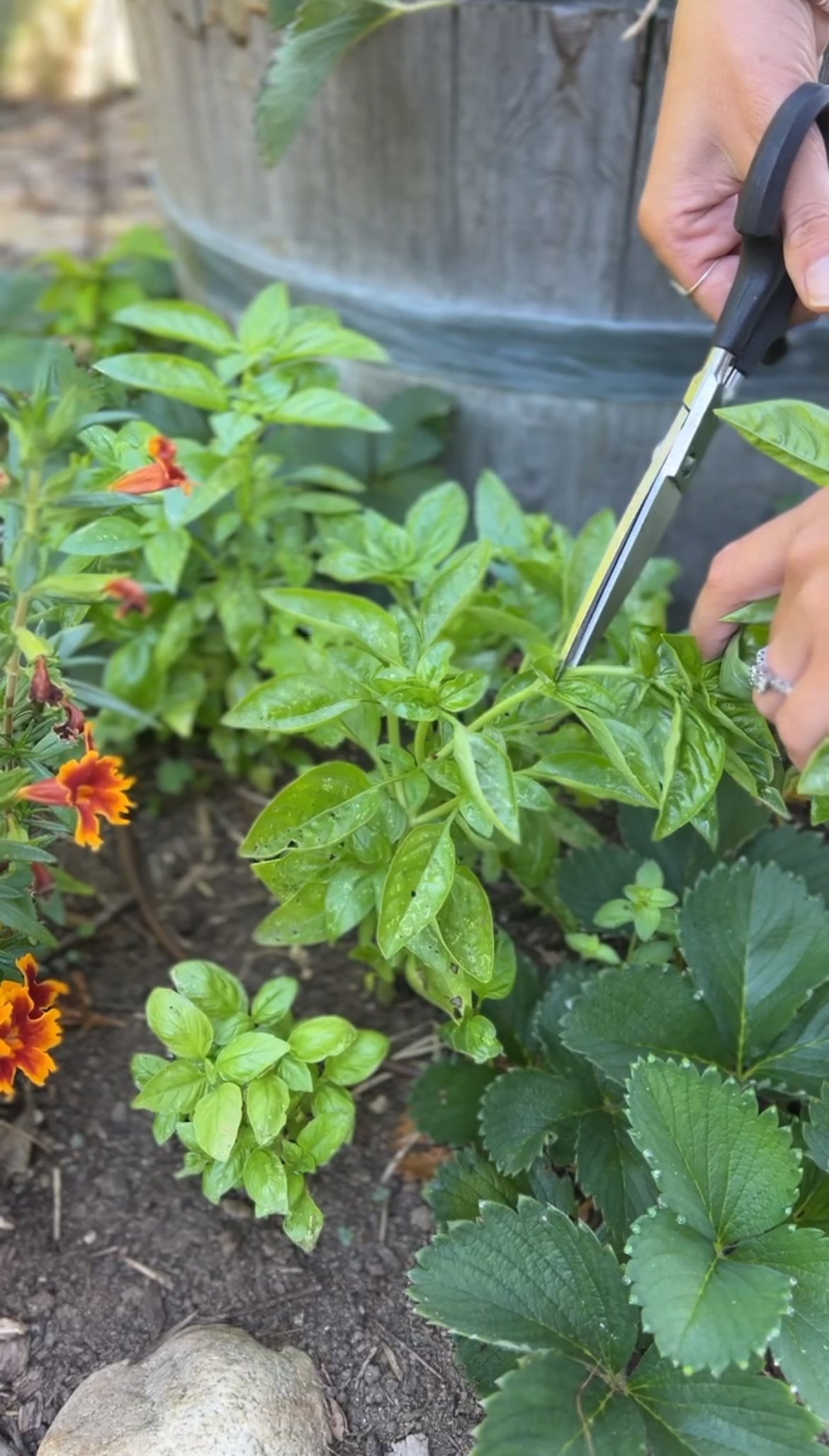 A person uses scissors to harvest fresh basil leaves from a garden bed, surrounded by marigold flowers and strawberry plants.
