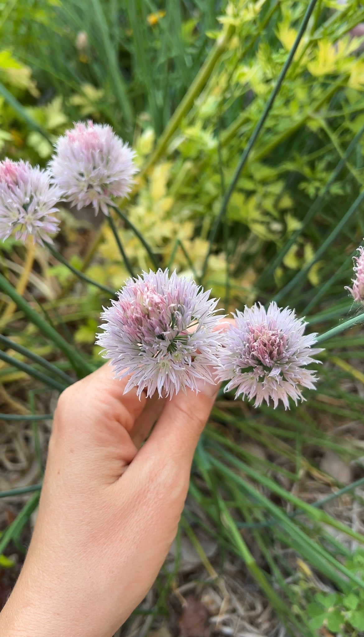 A hand holds several light purple chive flowers with spiky petals, surrounded by long, thin green leaves in a garden setting.