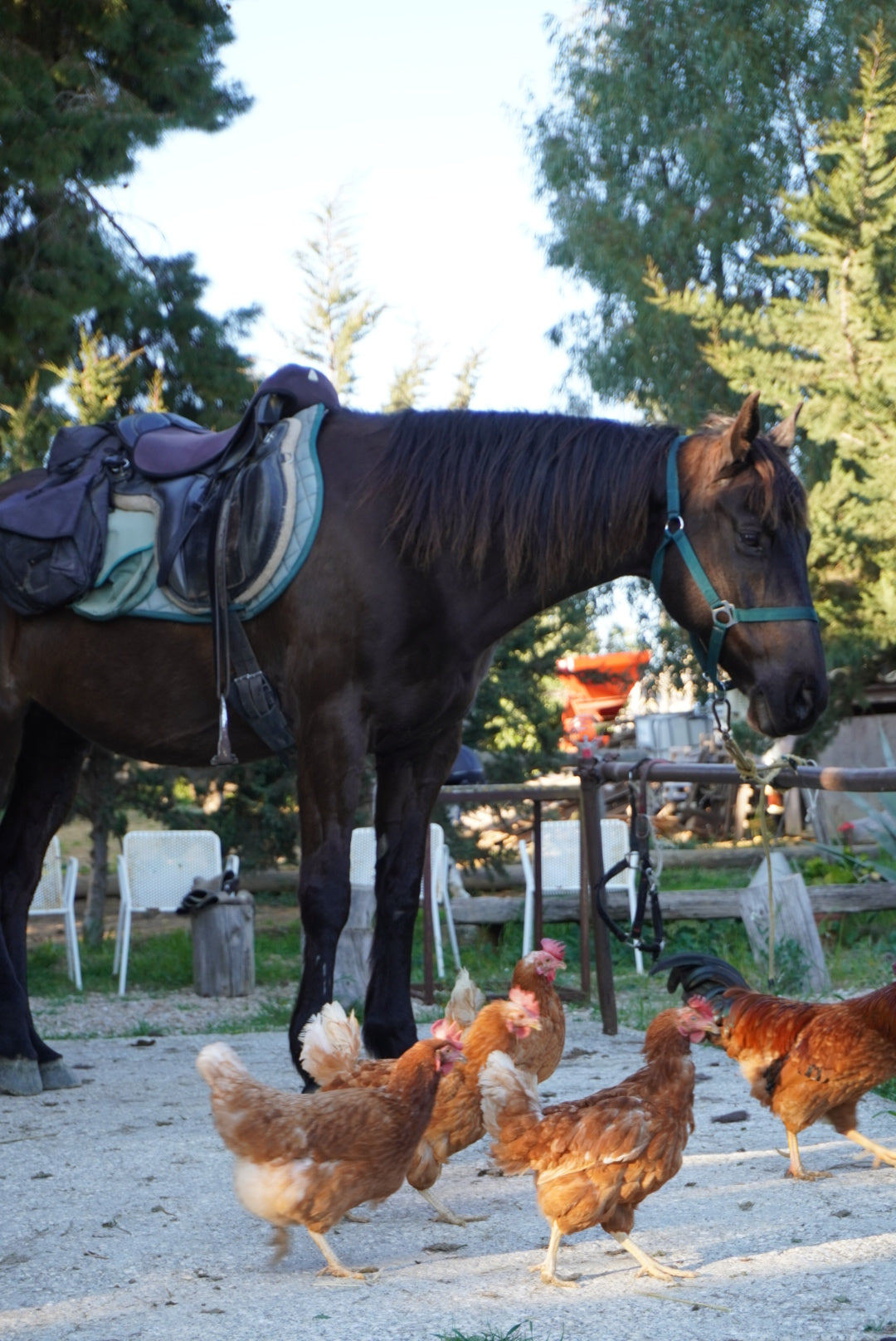 A saddled brown horse stands outdoors next to several brown chickens walking on the ground, with trees and chairs in the background.