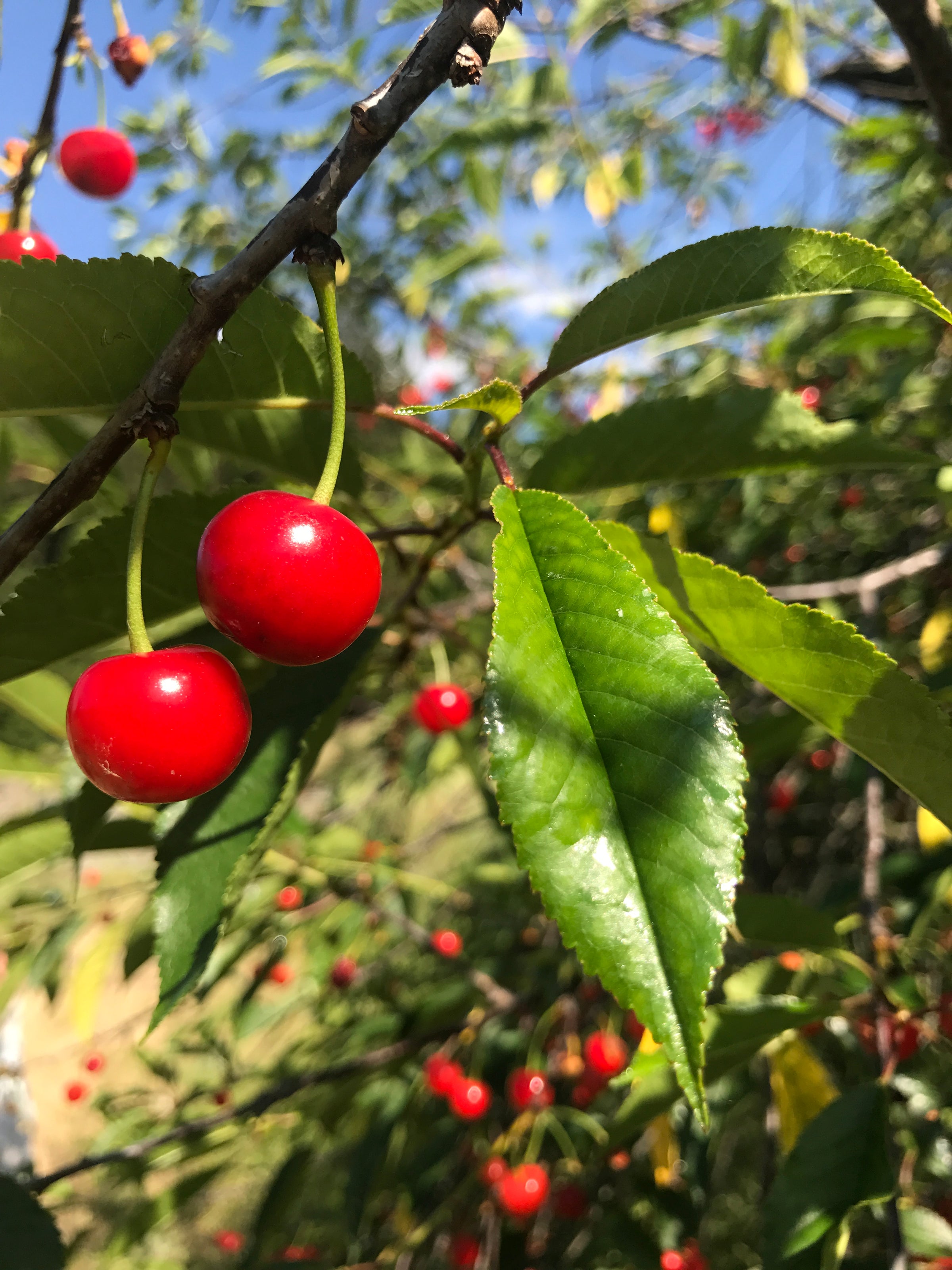 Two bright red cherries hang from a tree branch surrounded by green leaves, with sunlight creating shiny highlights on the fruit and foliage. More cherries and leaves are visible softly blurred in the background.