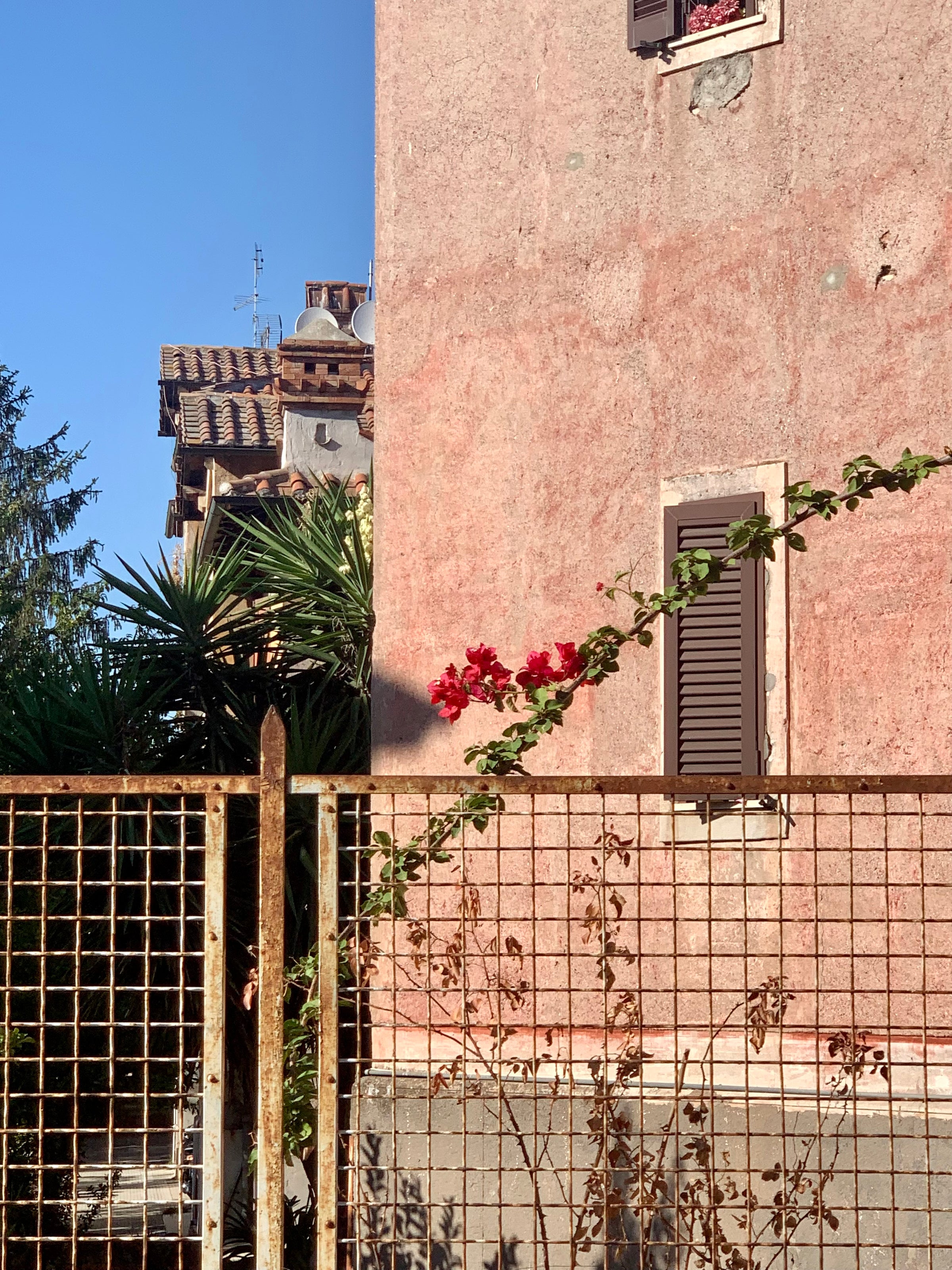A vine with red flowers climbs a metal fence in front of a pink stucco building with brown shutters, under a clear blue sky. Some greenery and another tiled-roof building are visible in the background.