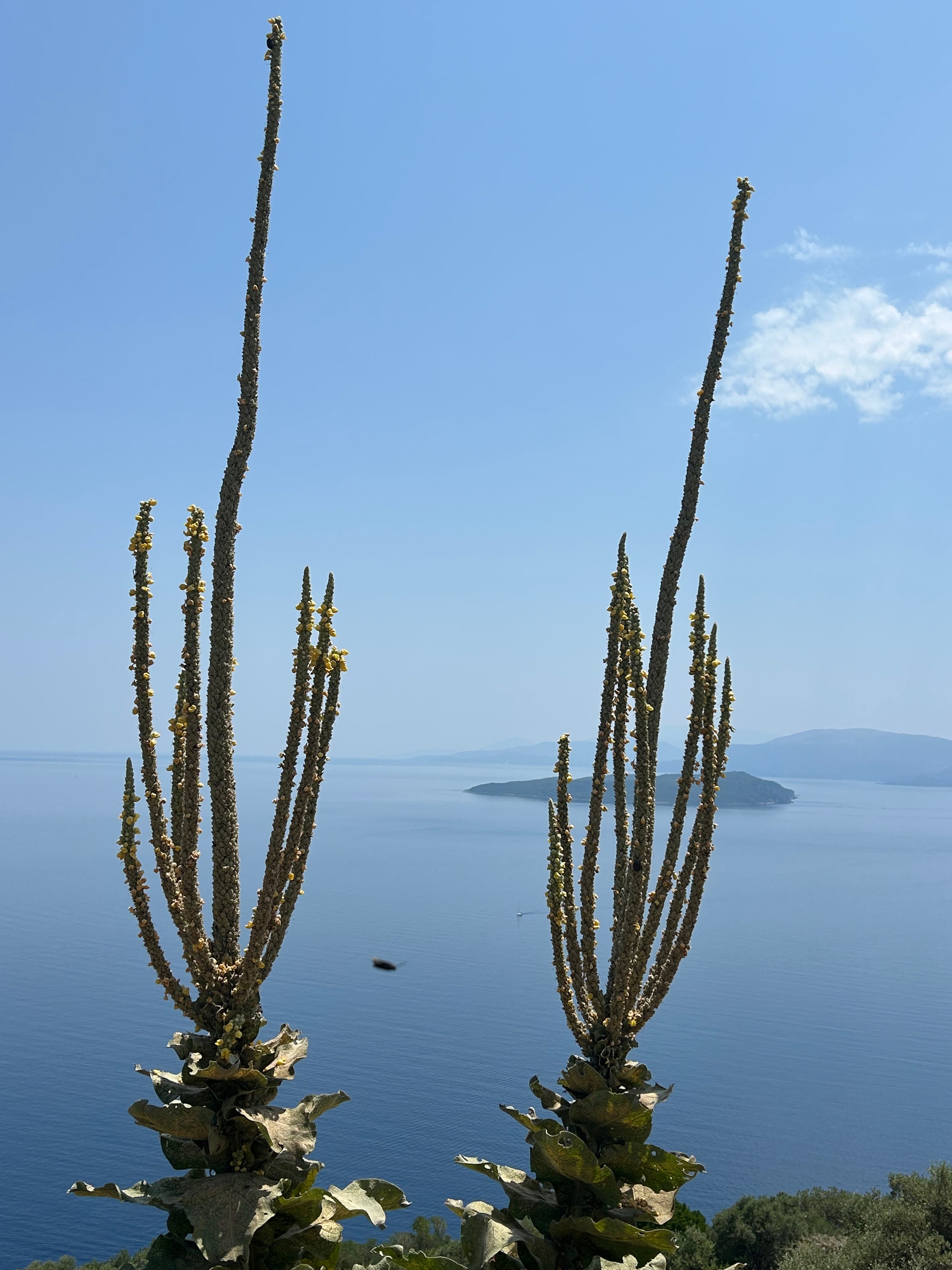 Two tall, spiky plants with long stems rise in the foreground, overlooking a calm blue sea with islands in the distance beneath a clear, sunny sky.