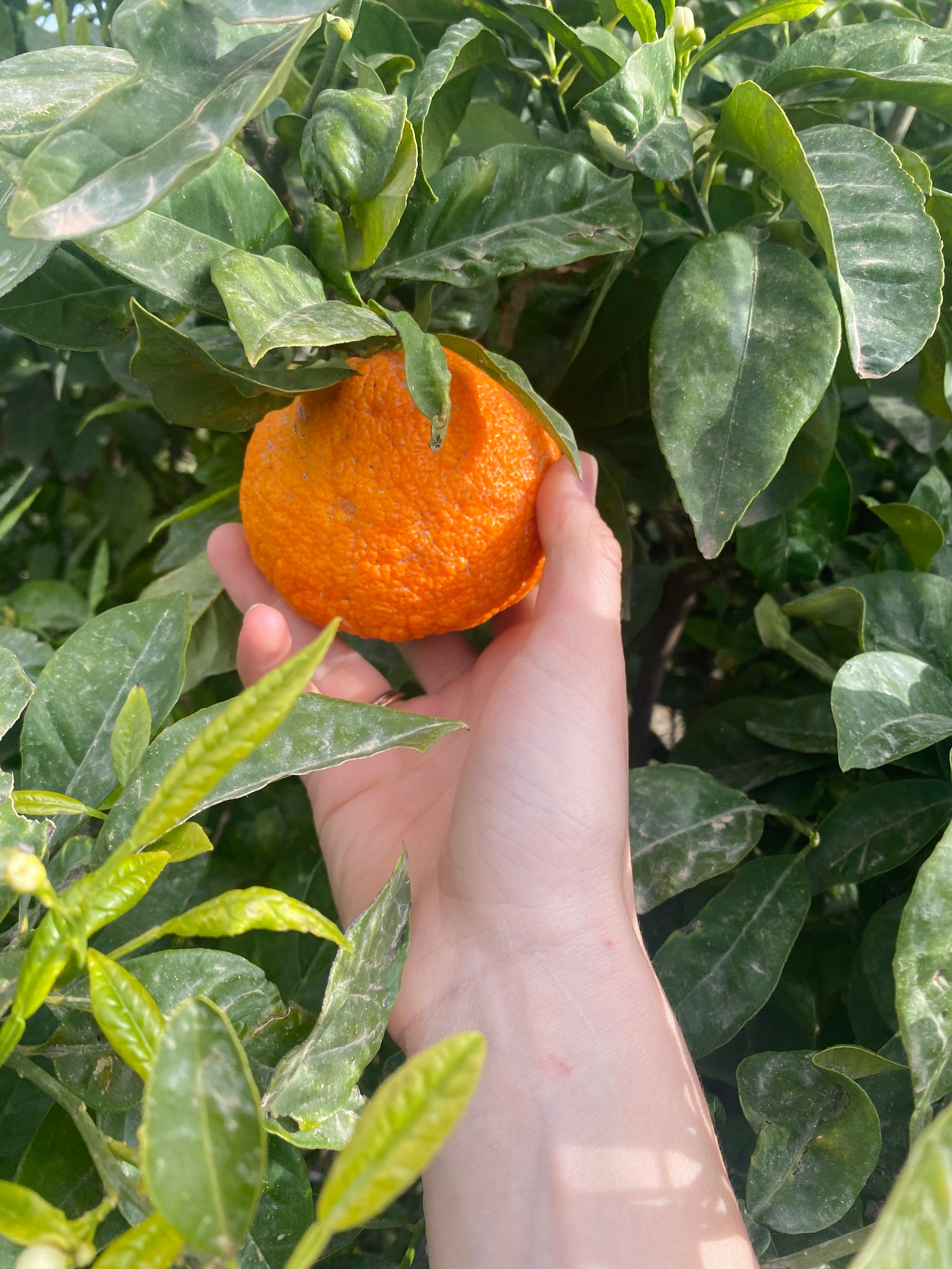 A hand reaches up to pick a ripe, bright orange tangerine from a leafy green tree in natural sunlight.