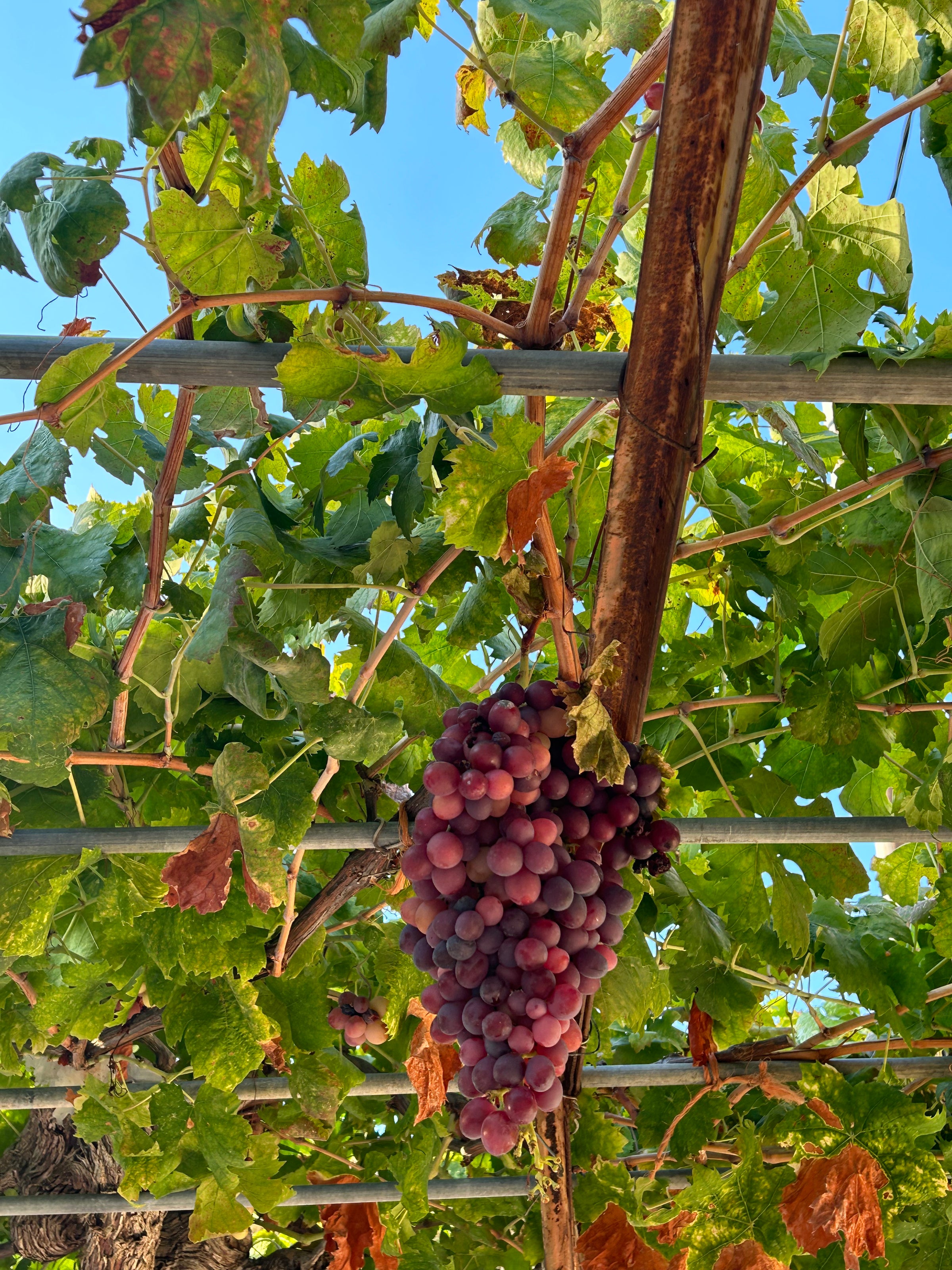 A bunch of ripe red grapes hangs from a vine trellis, surrounded by green and some brown leaves, with a clear blue sky visible through the foliage above.
