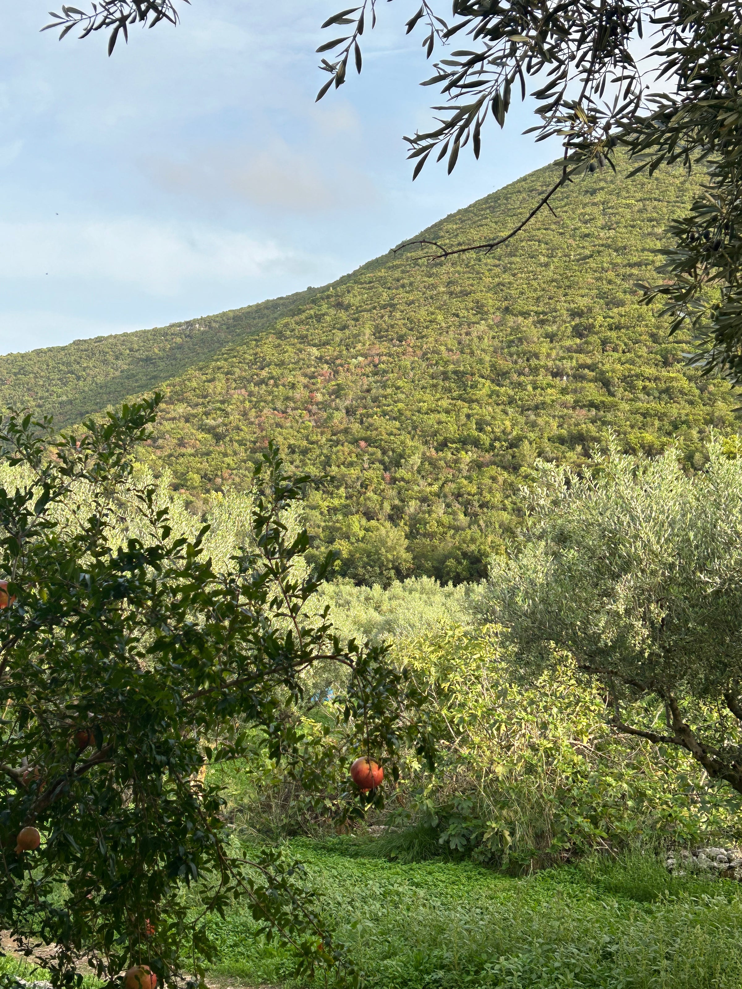 Lush green hillside with dense vegetation under a partly cloudy sky, framed by leafy trees and branches. In the foreground, pomegranates hang from a tree above a grassy, sunlit garden.