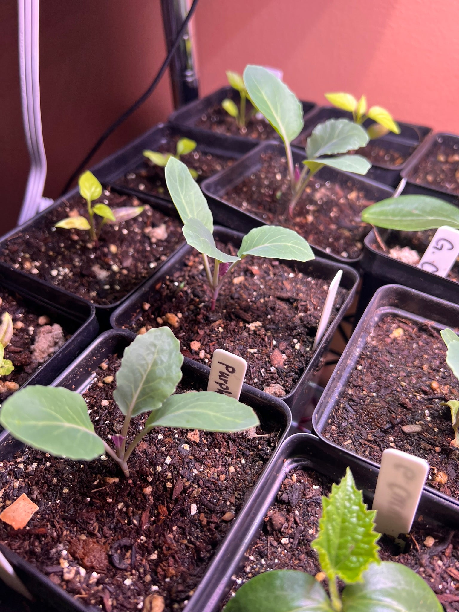 Several small seedlings are growing in individual black plastic pots filled with soil. Each pot has a white label with handwritten plant names, and the setup is under artificial lighting.