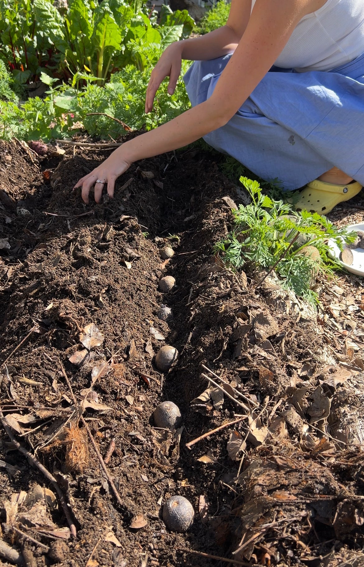 A person in blue pants and yellow shoes is squatting in a garden, planting round seeds in a row in the soil. Green leafy plants are visible in the background.