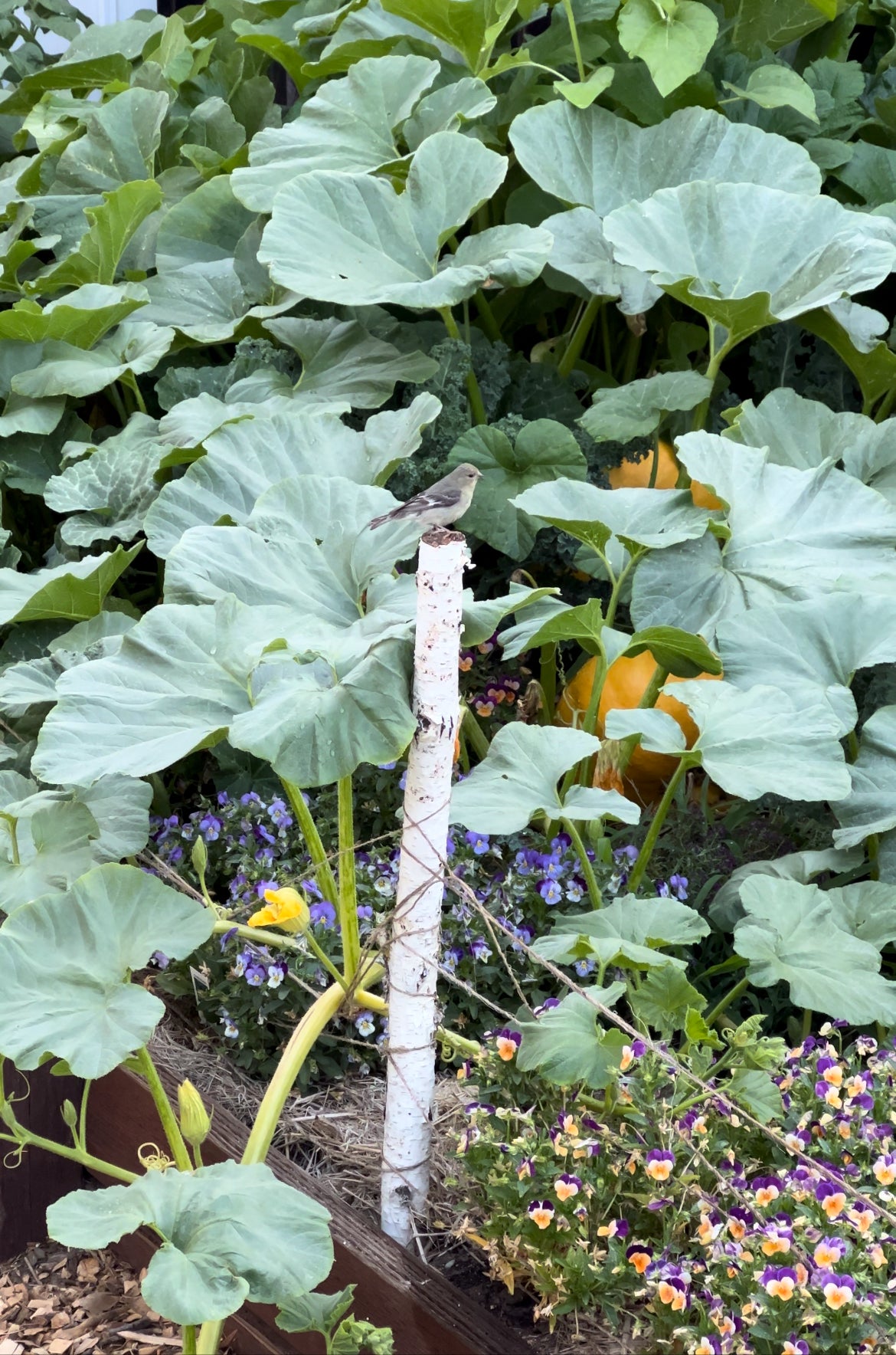 A small bird is perched on a white metal post amid lush green pumpkin leaves, orange pumpkins, and colorful flowers in a garden bed.