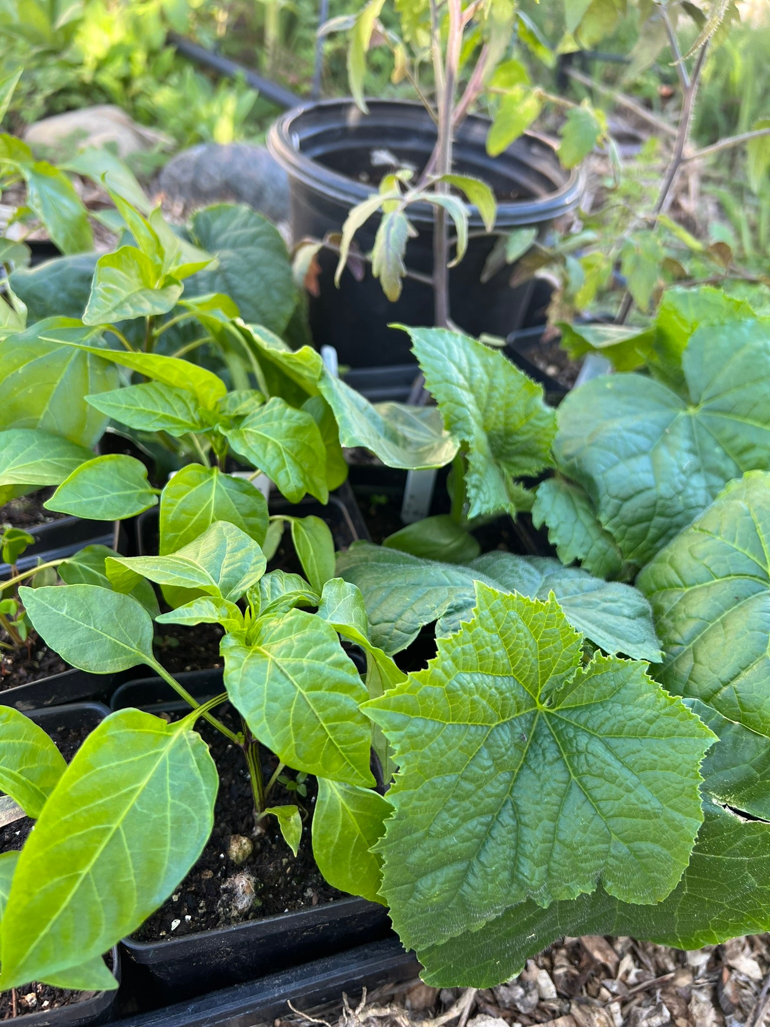 Young vegetable seedlings, including pepper and cucumber plants, are growing in small black containers outdoors. There is a larger potted plant in the background, surrounded by garden mulch and greenery.