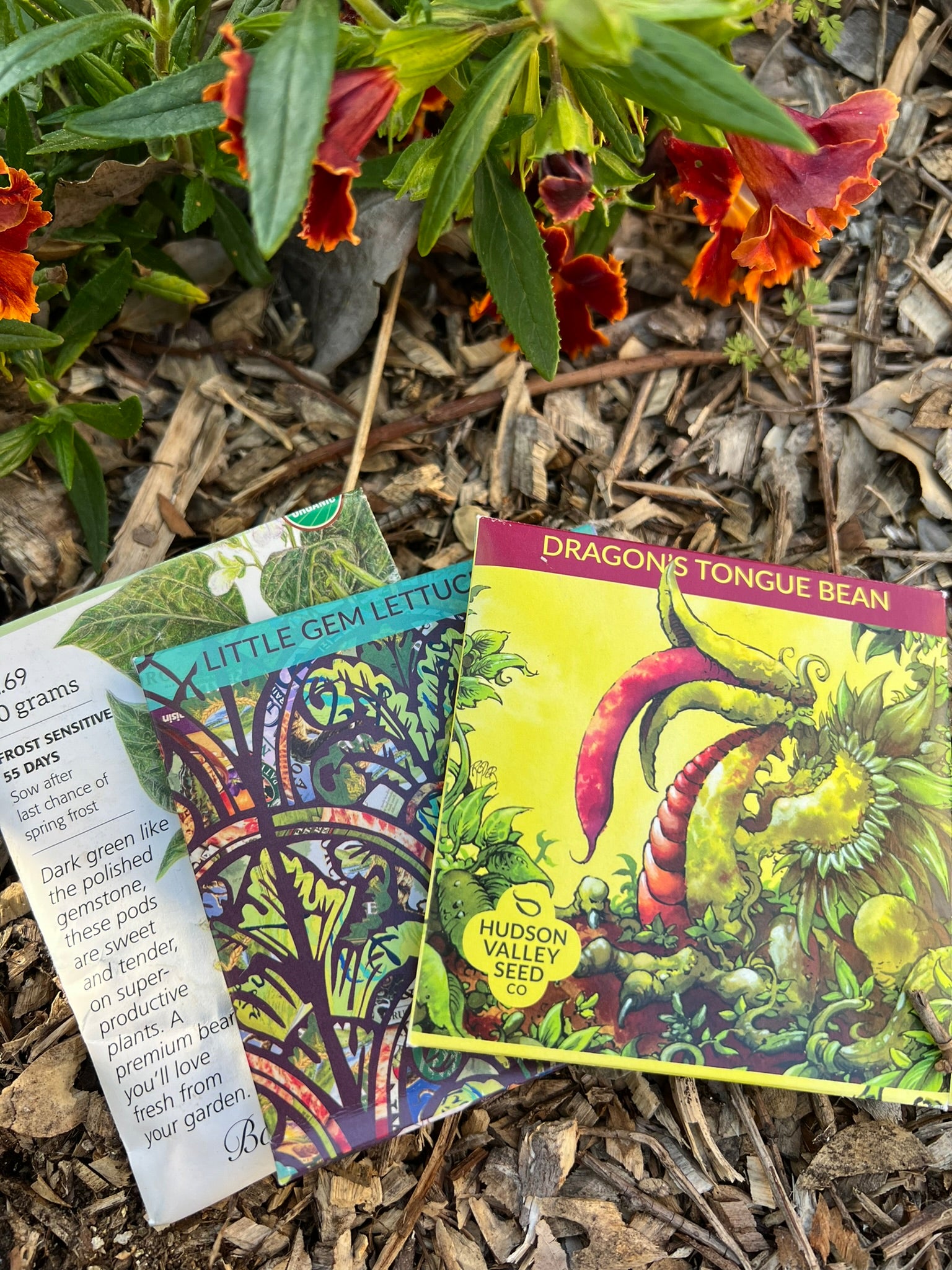 Two colorful seed packets, one for Little Gem Lettuce and one for Dragon’s Tongue Bean, rest on mulch near vibrant orange-red flowers and green leaves in a garden bed.
