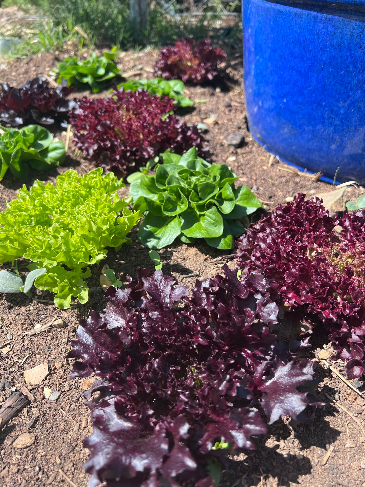 Several varieties of leafy lettuce, including green and red types, grow in a garden bed next to a large blue container under bright sunlight.