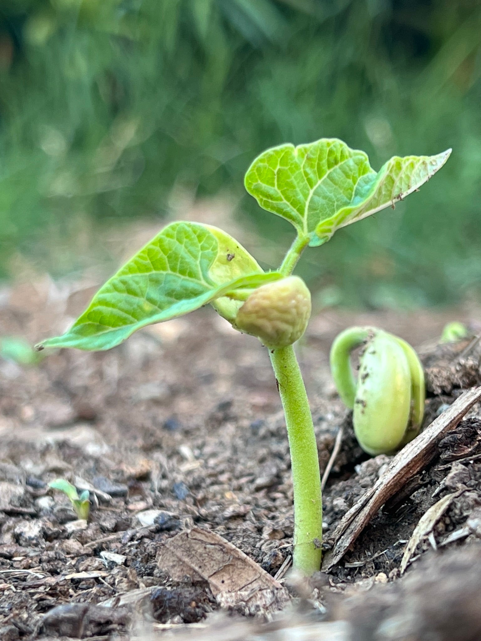 A close-up of a small green seedling emerging from the soil, with two broad leaves and part of the seed still attached. The background is blurred greenery, highlighting the tender new growth.
