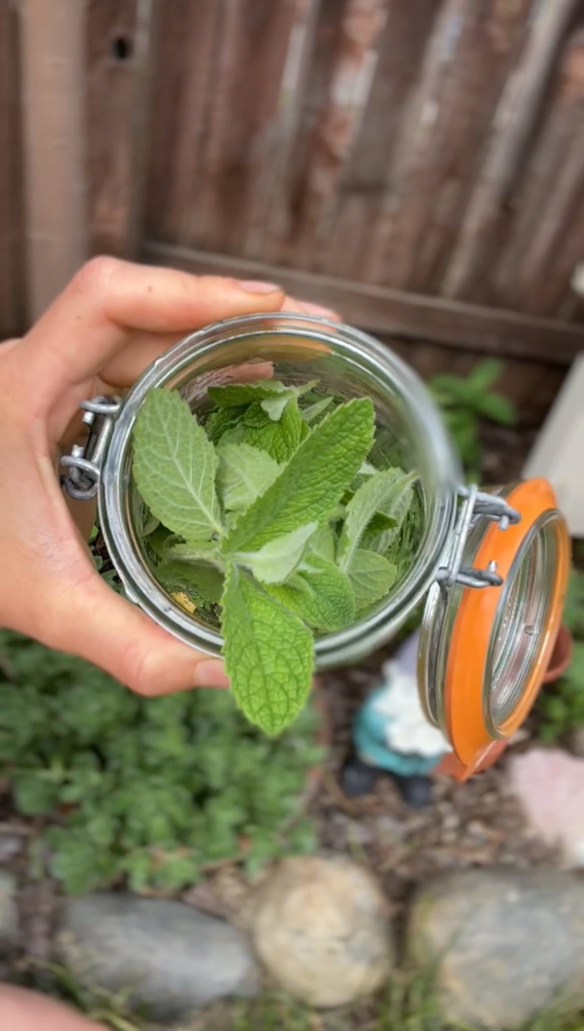 A hand holds an open glass jar filled with fresh green mint leaves, with a garden and rocks visible in the blurred background.