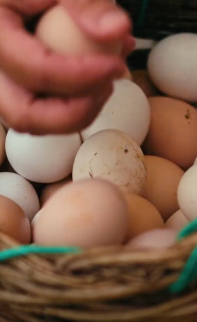 A hand holds a brown egg above a basket filled with a mix of brown and white eggs.