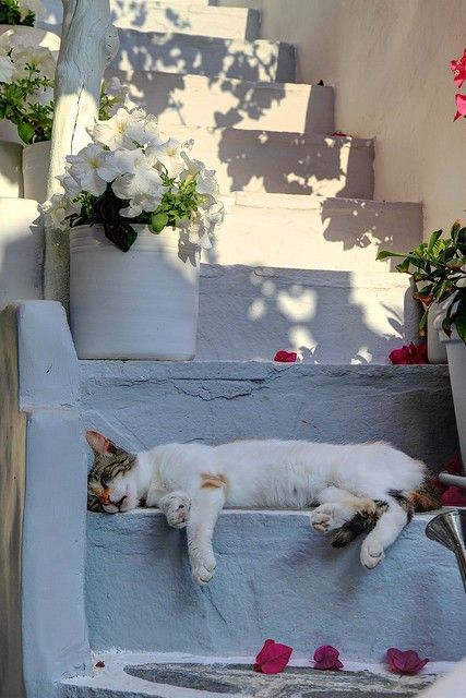 A white and brown cat is lying stretched out and sleeping on sunlit stone steps, surrounded by flower pots with white blooms and scattered pink petals.