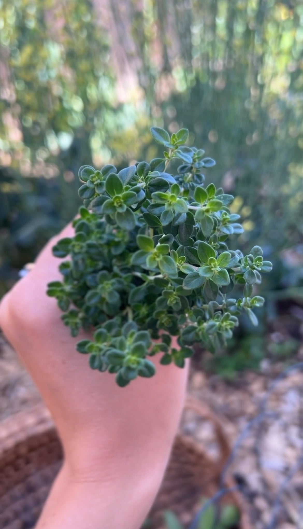 A hand holding a small bunch of fresh green thyme sprigs outdoors, with a blurred garden background.