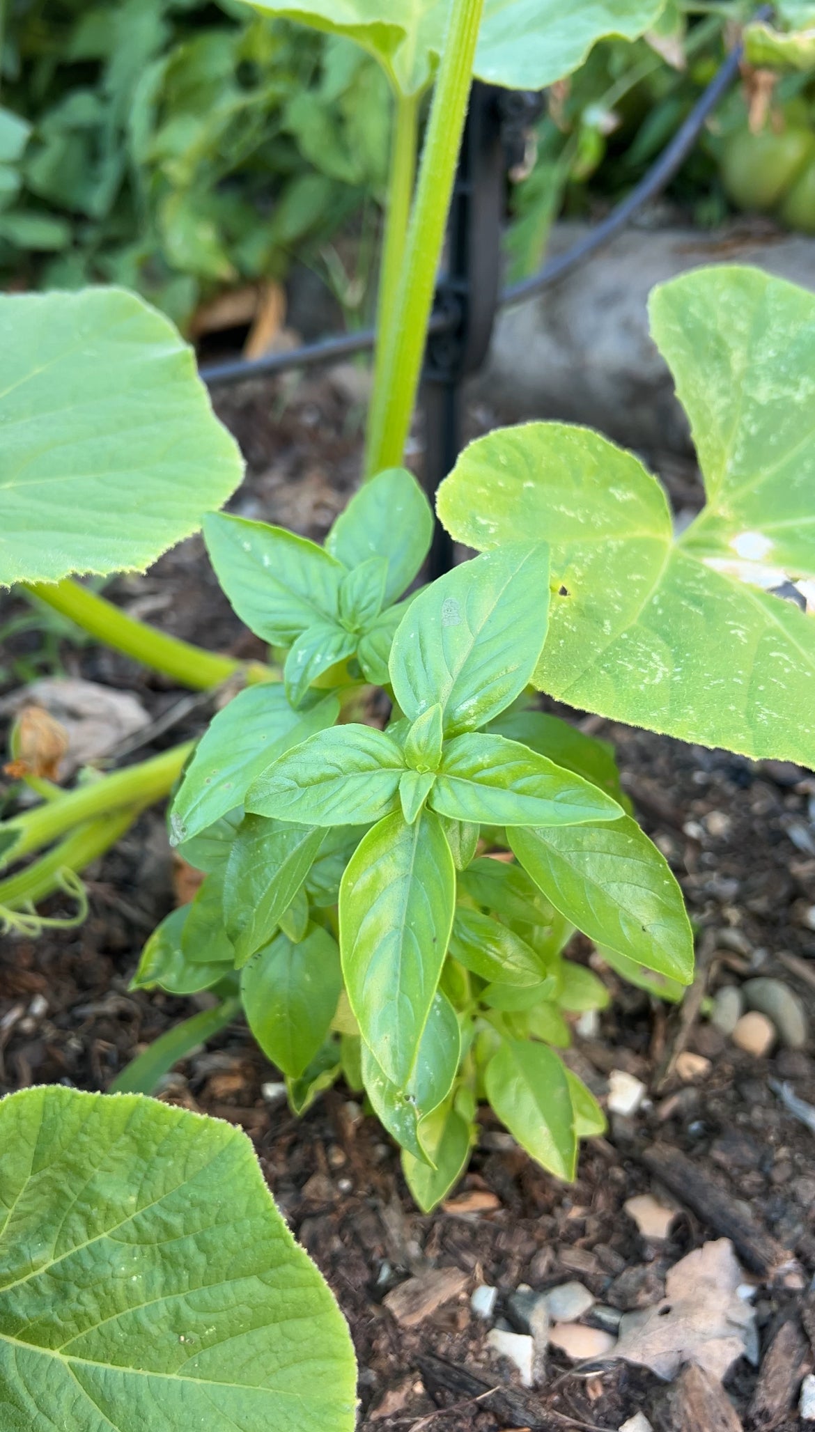 A small basil plant with vibrant green leaves grows in soil, surrounded by larger, broad leaves of nearby plants in a garden setting.