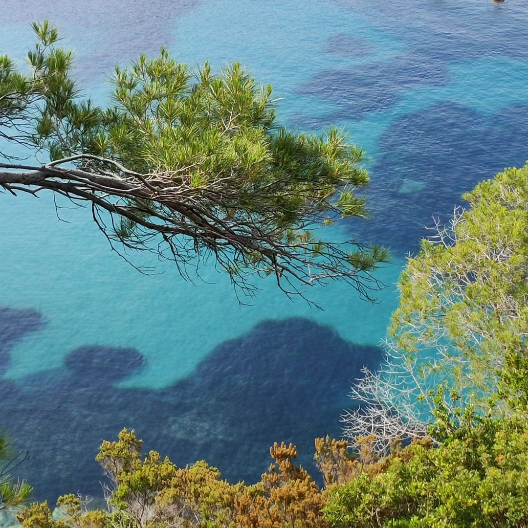 A view from above of clear turquoise water with visible dark patches beneath the surface, framed by green pine trees and shrubs along a rocky coastline.