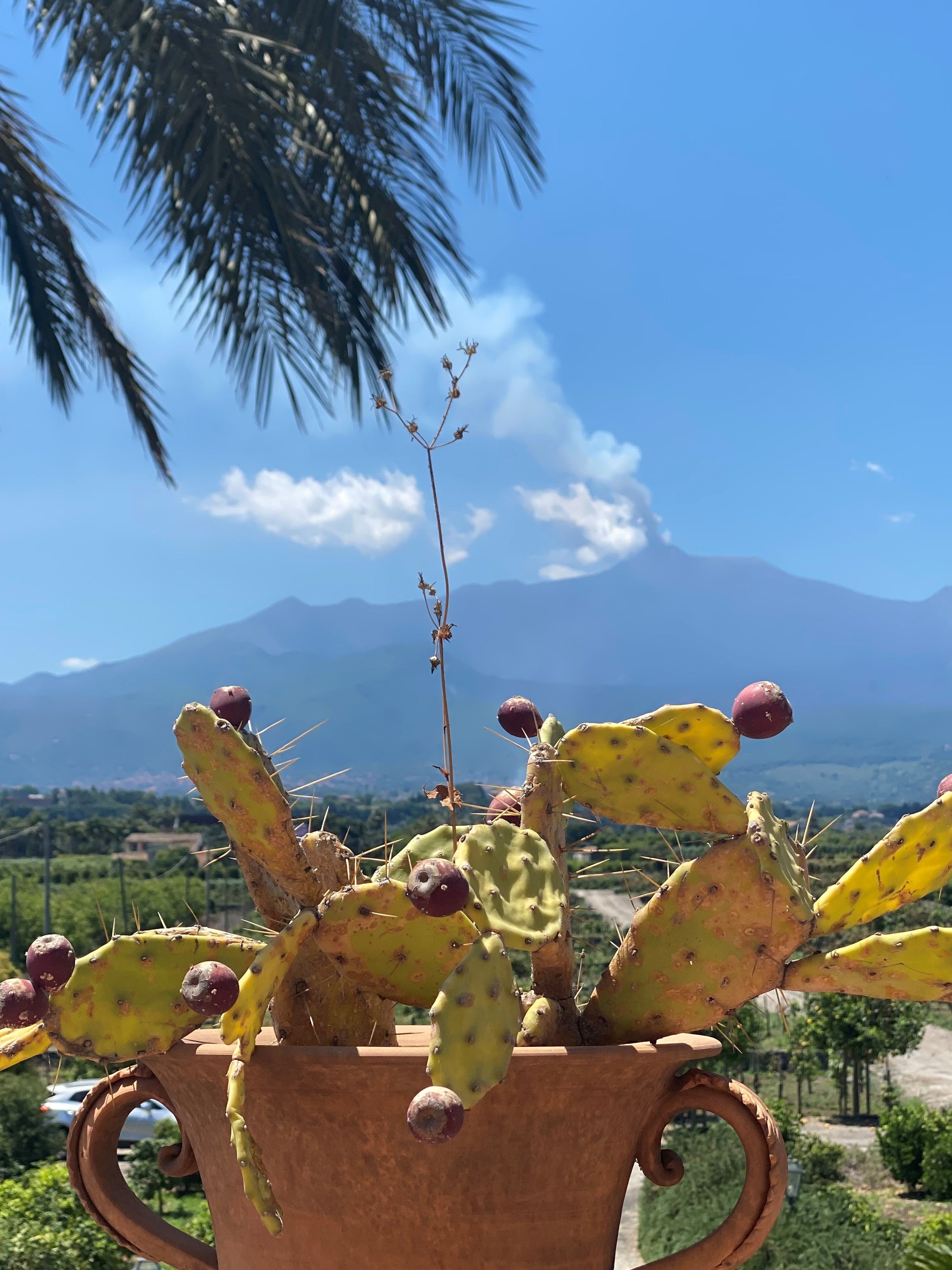 A clay pot with a prickly pear cactus and fruit in the foreground, palm leaves above, and a smoking volcano with a blue sky and green landscape in the background.