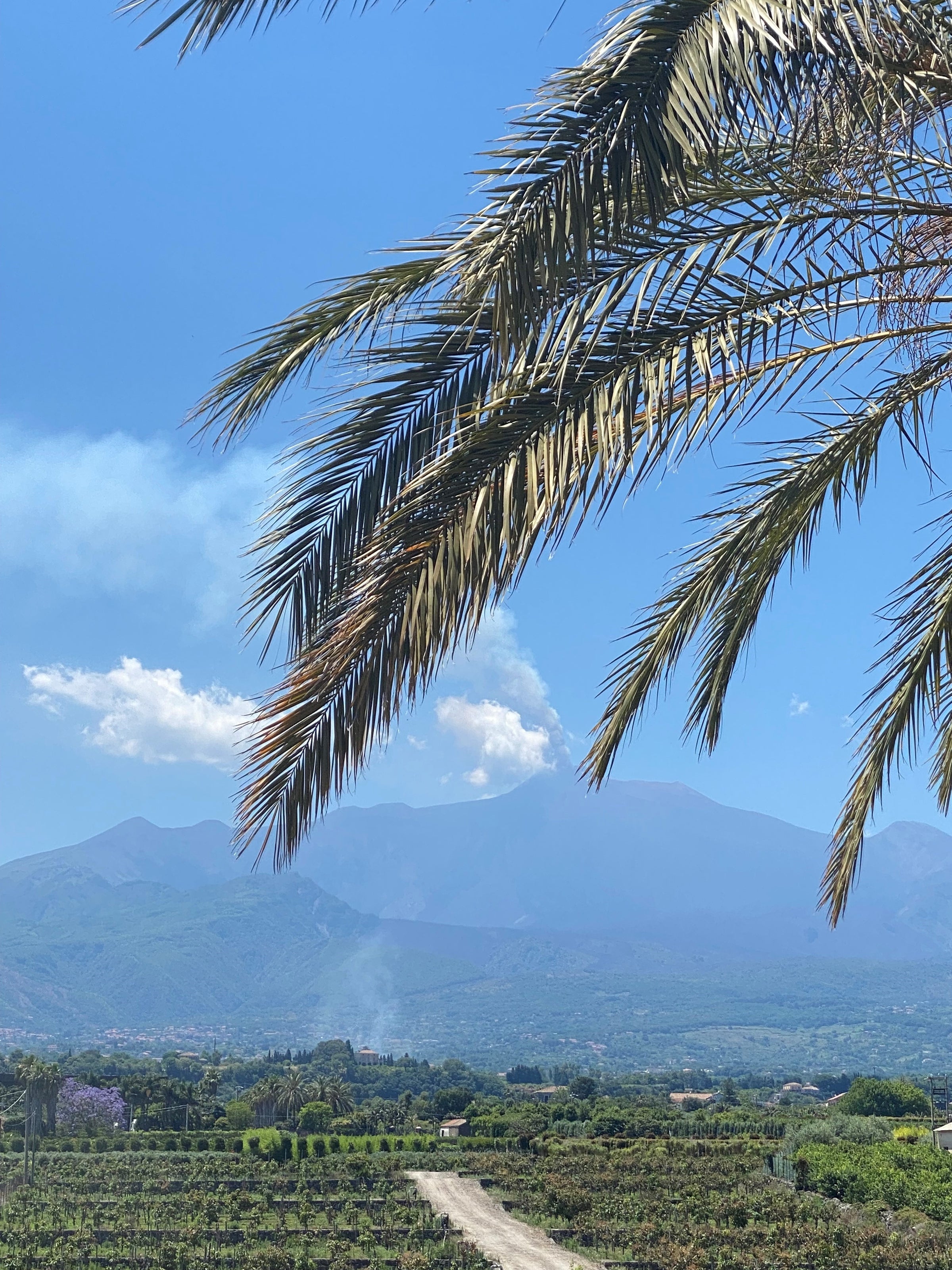 A scenic landscape with a dirt path, green fields, and palm fronds in the foreground. In the distance, smoke rises from a volcano beneath a clear blue sky.