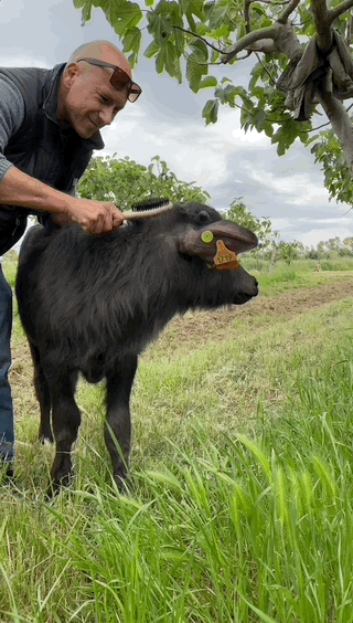 A man brushes a young black buffalo with a curry comb in a grassy field, under a cloudy sky, as the buffalo stands calmly and enjoys the grooming.
