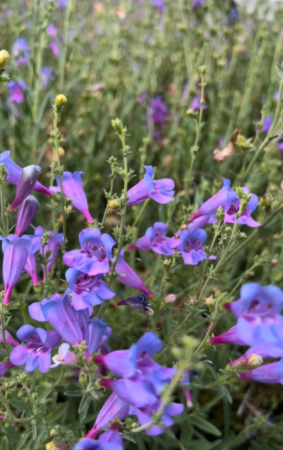 A close-up of vibrant purple and blue wildflowers with trumpet-shaped petals, blooming among green stems and leaves in a dense, grassy area outdoors.