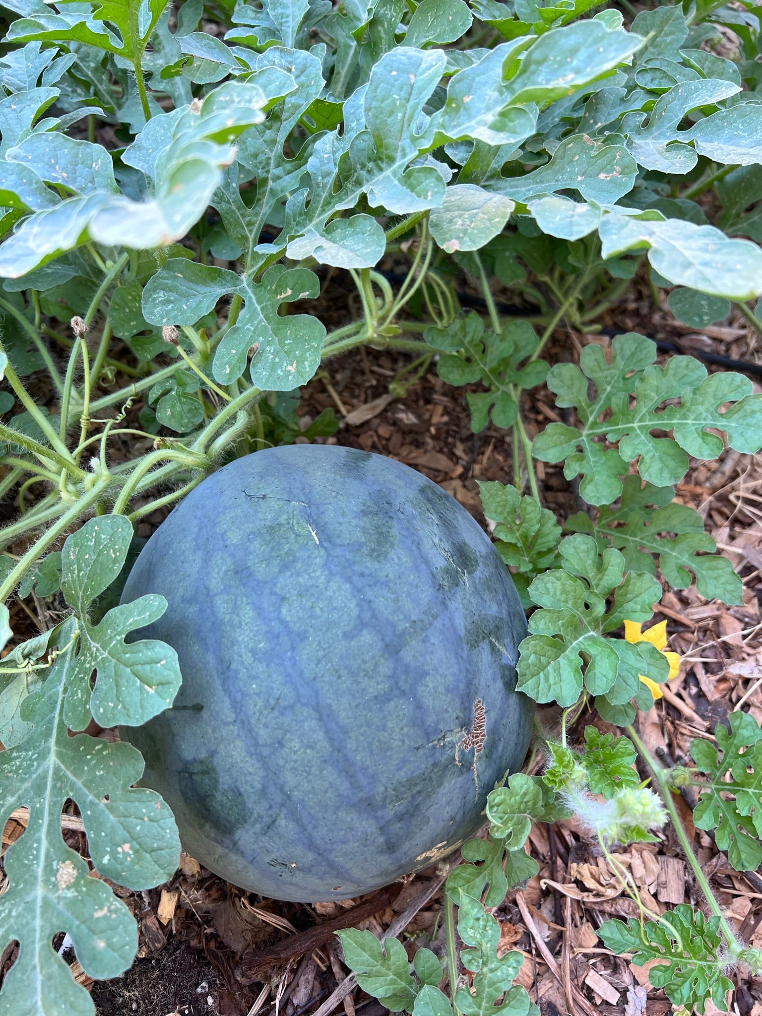 A large, round watermelon grows on the ground among green, leafy vines and mulch in a garden. The rind is dark green with faint stripes.