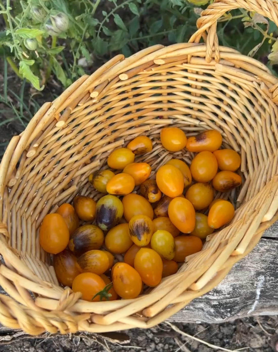 A wicker basket filled with small yellow tomatoes, some with dark spots, sits outdoors near green plants and soil.