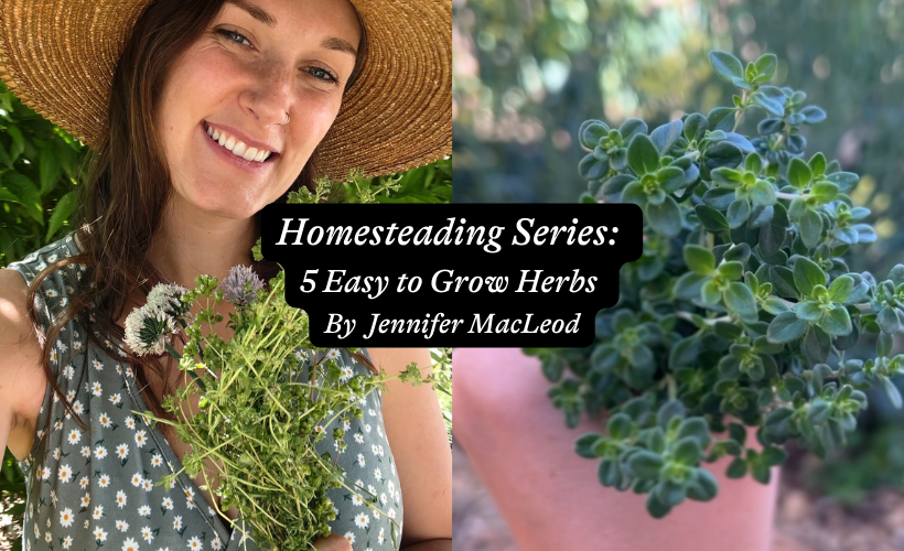 Homesteading Series: 5 Easy to Grow Herbs for Your Kitchen Garden