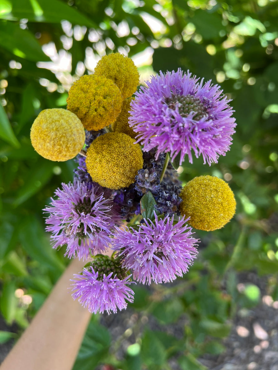 Growing Flowers for Beautiful Bouquets