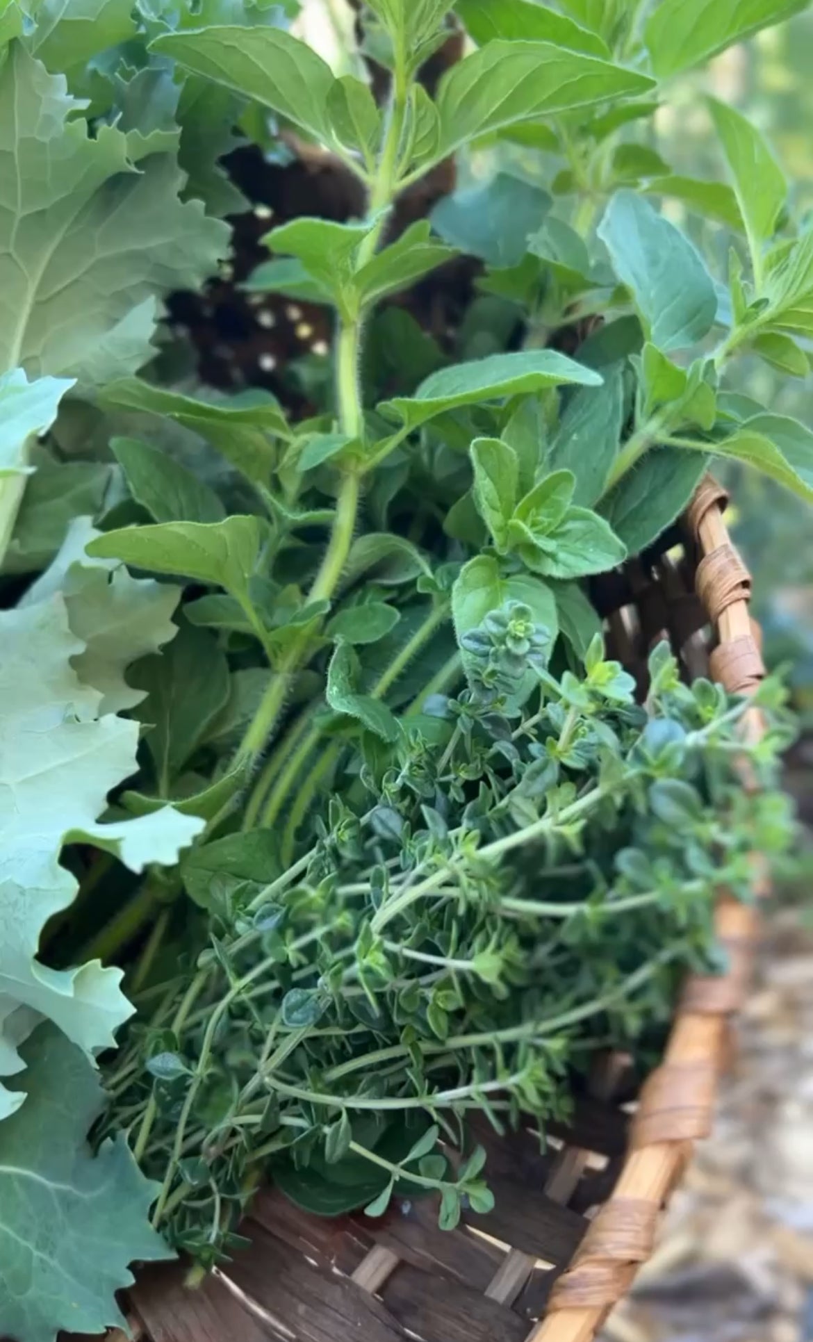 5 Kitchen Garden Herbs to Grow at Home | Gratsi