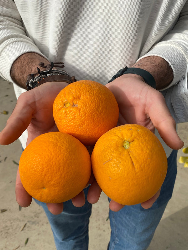 Citrus Fruits