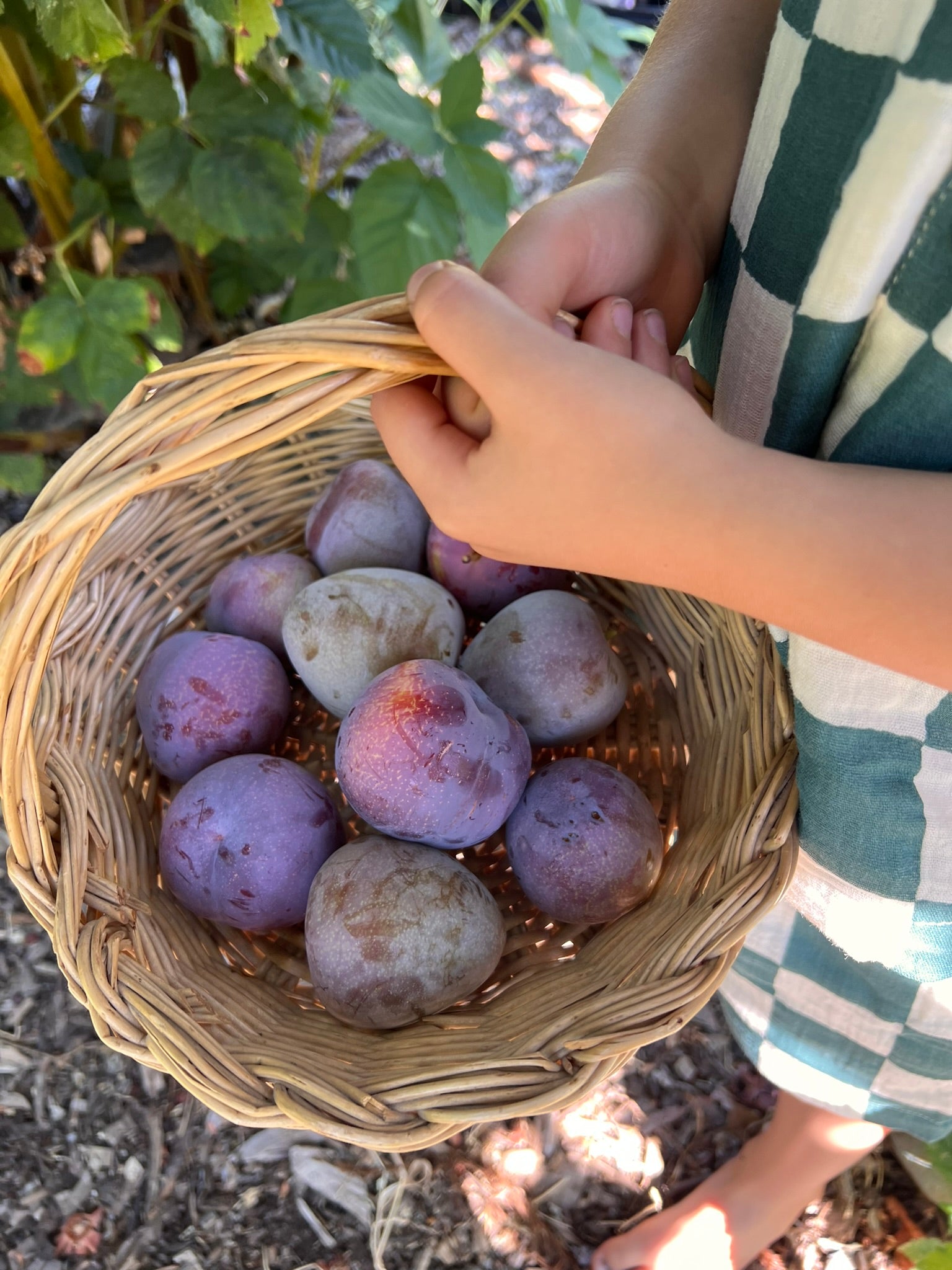 Beginner-friendly Fruit Trees for Your Homestead