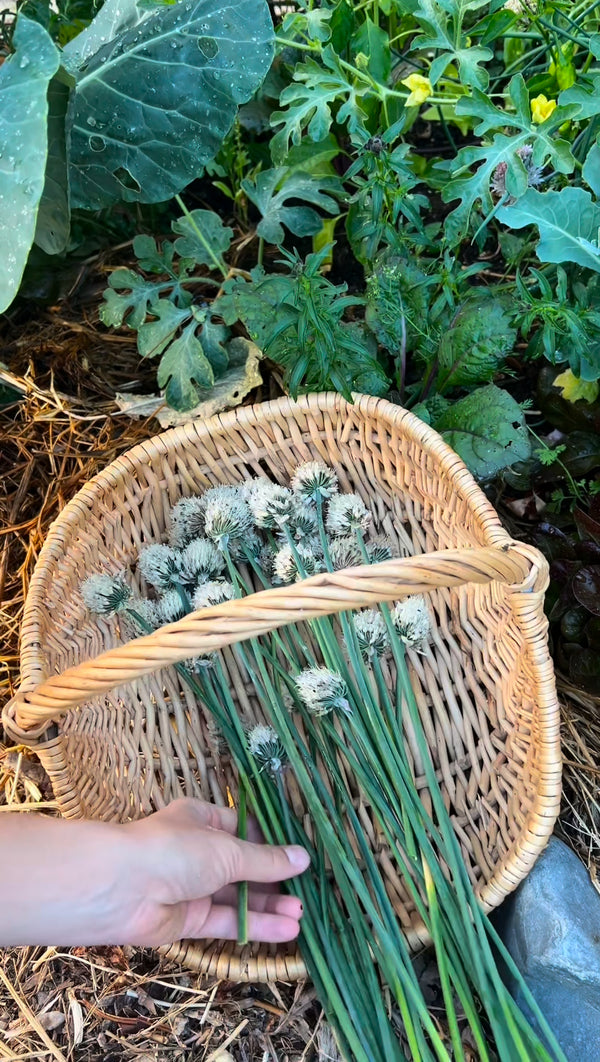 Saving Seeds