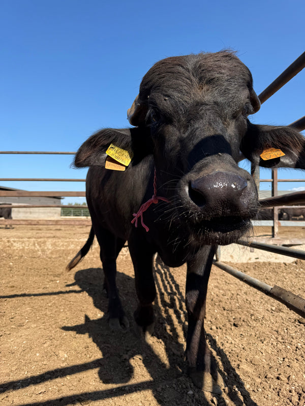 Paulina, More Than a Year Later