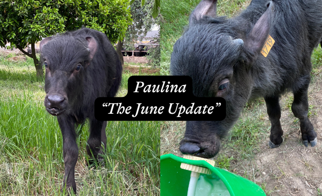 Paulina: The (June) Update