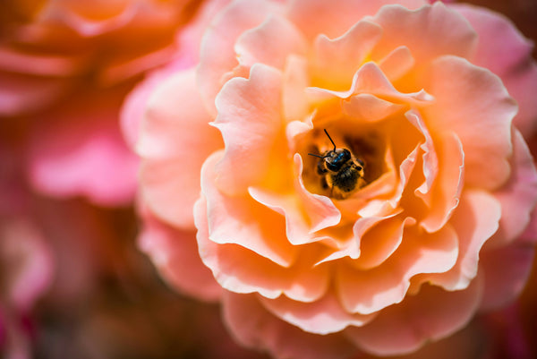 How to Support Bees on Your Homestead