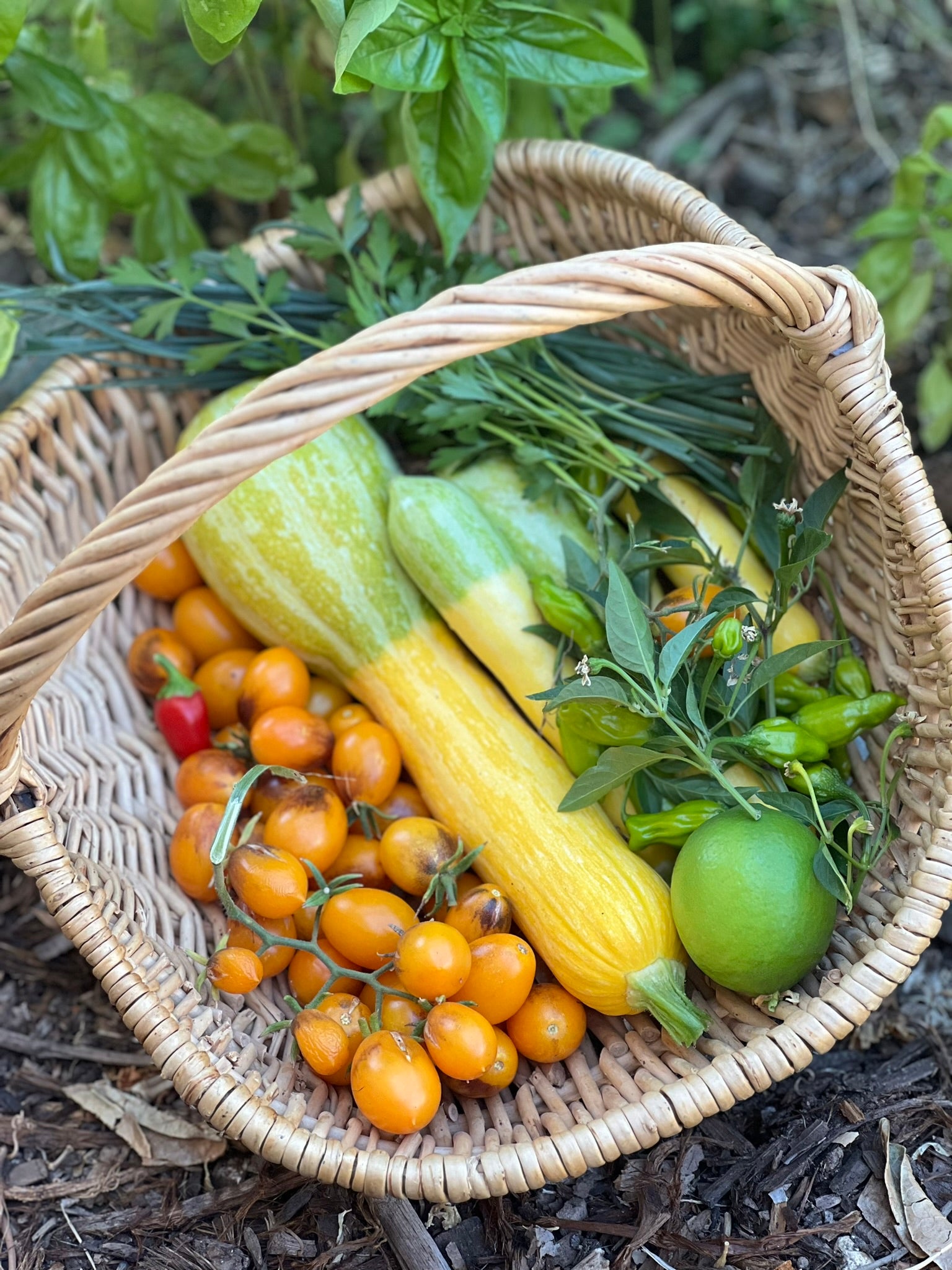 Simple Dinners from the Garden