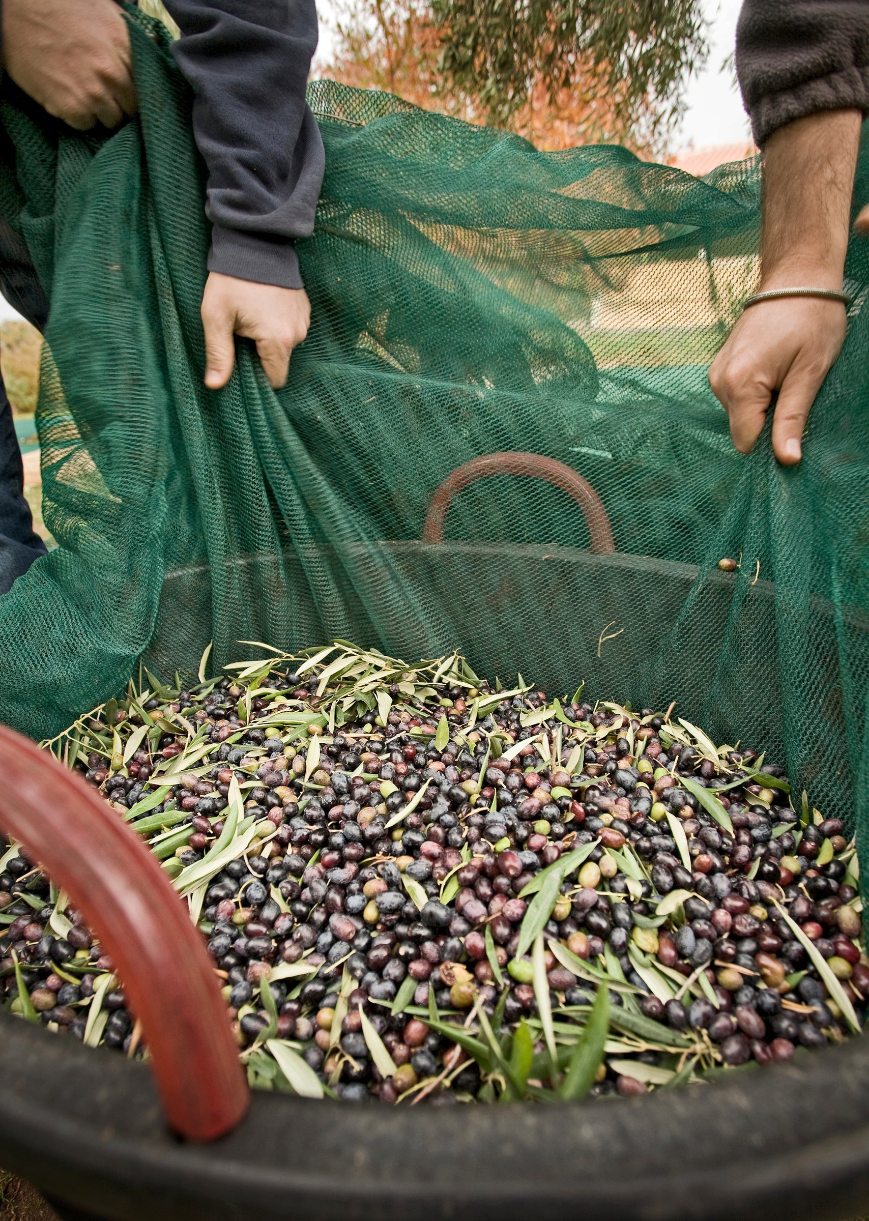 Single-Origin vs. Blended Olive Oil: What's the Difference?