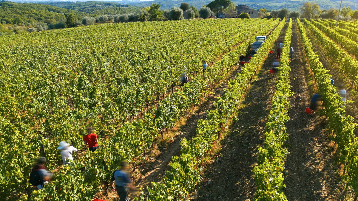 Natural Wine vs. Organic Wine: What's Actually the Difference
