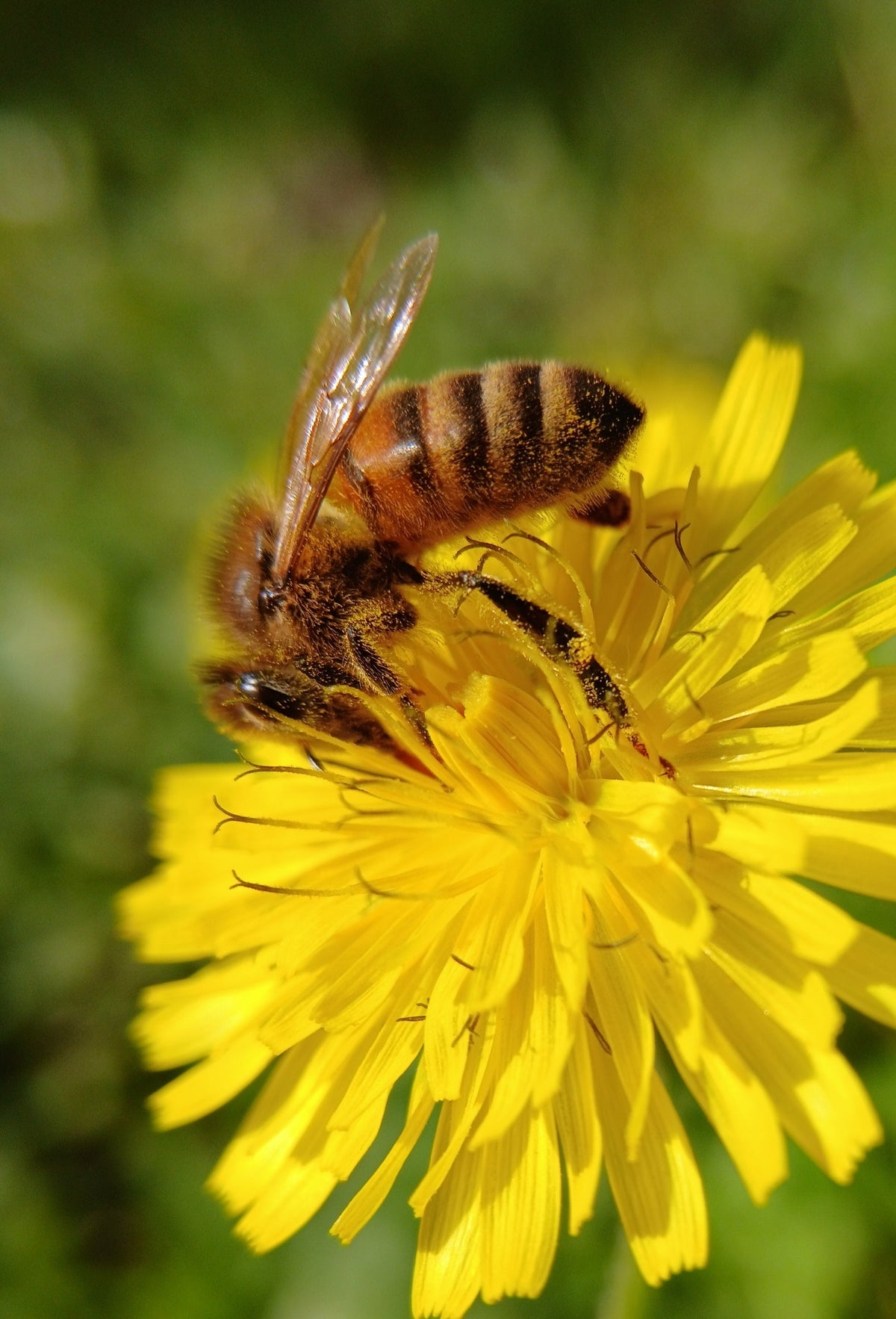 How to Support Bees on Your Homestead: A Practical Guide