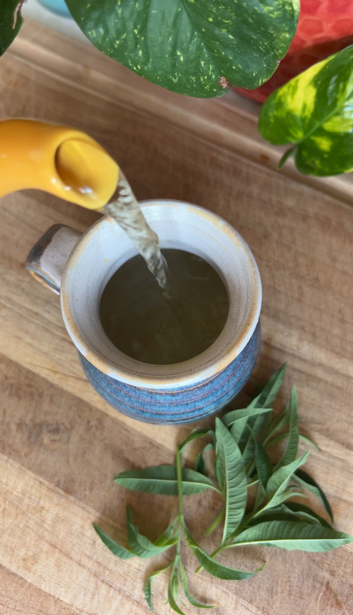 Grow Your Own Medicine: Medicinal Herbs | Gratsi