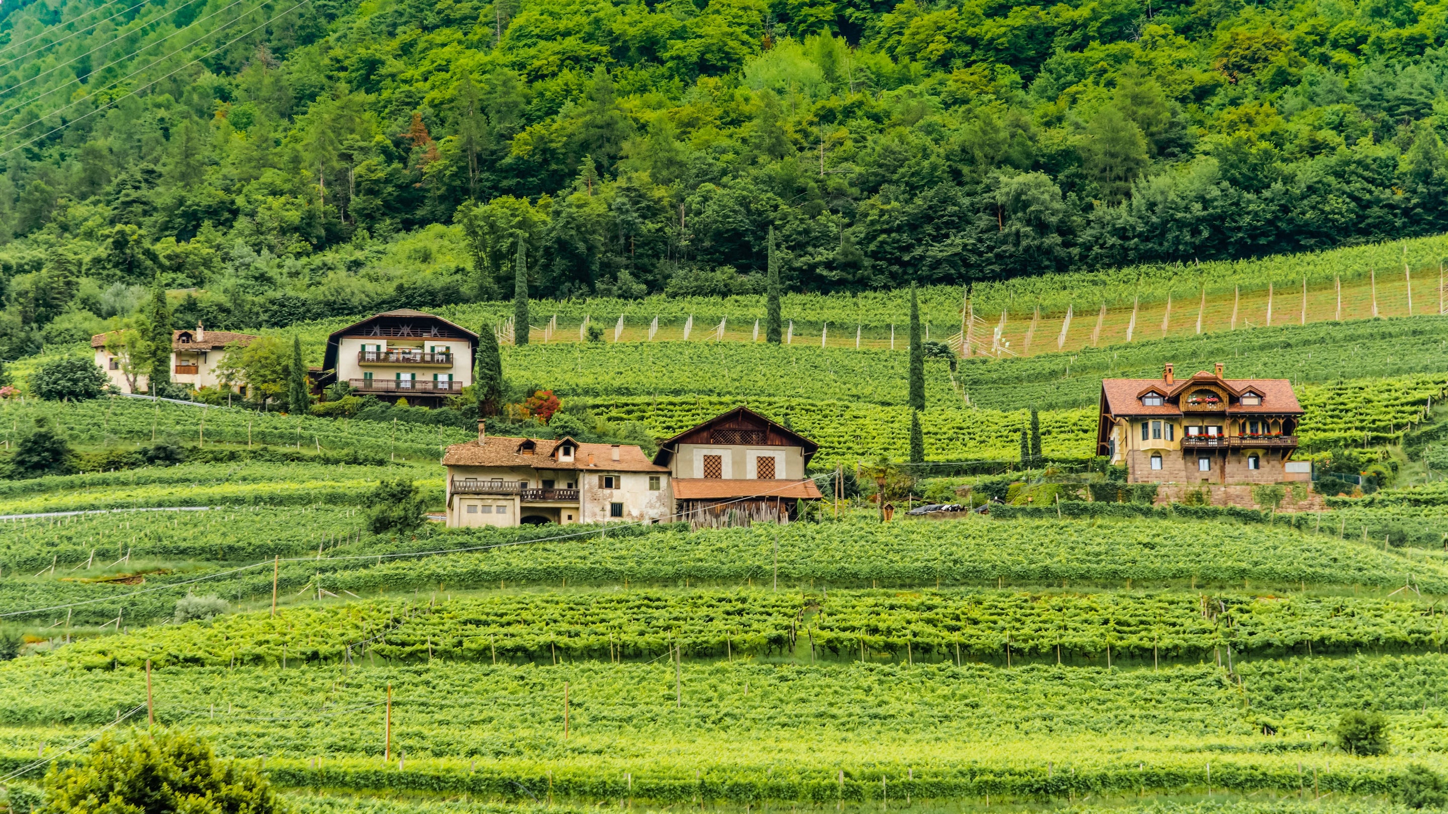 French vs. Italian Wine Regions: What Makes Mediterranean Blends Taste Different from the Rest