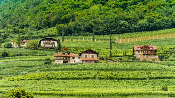 French vs. Italian Wine Regions: What Makes Mediterranean Blends Taste Different from the Rest