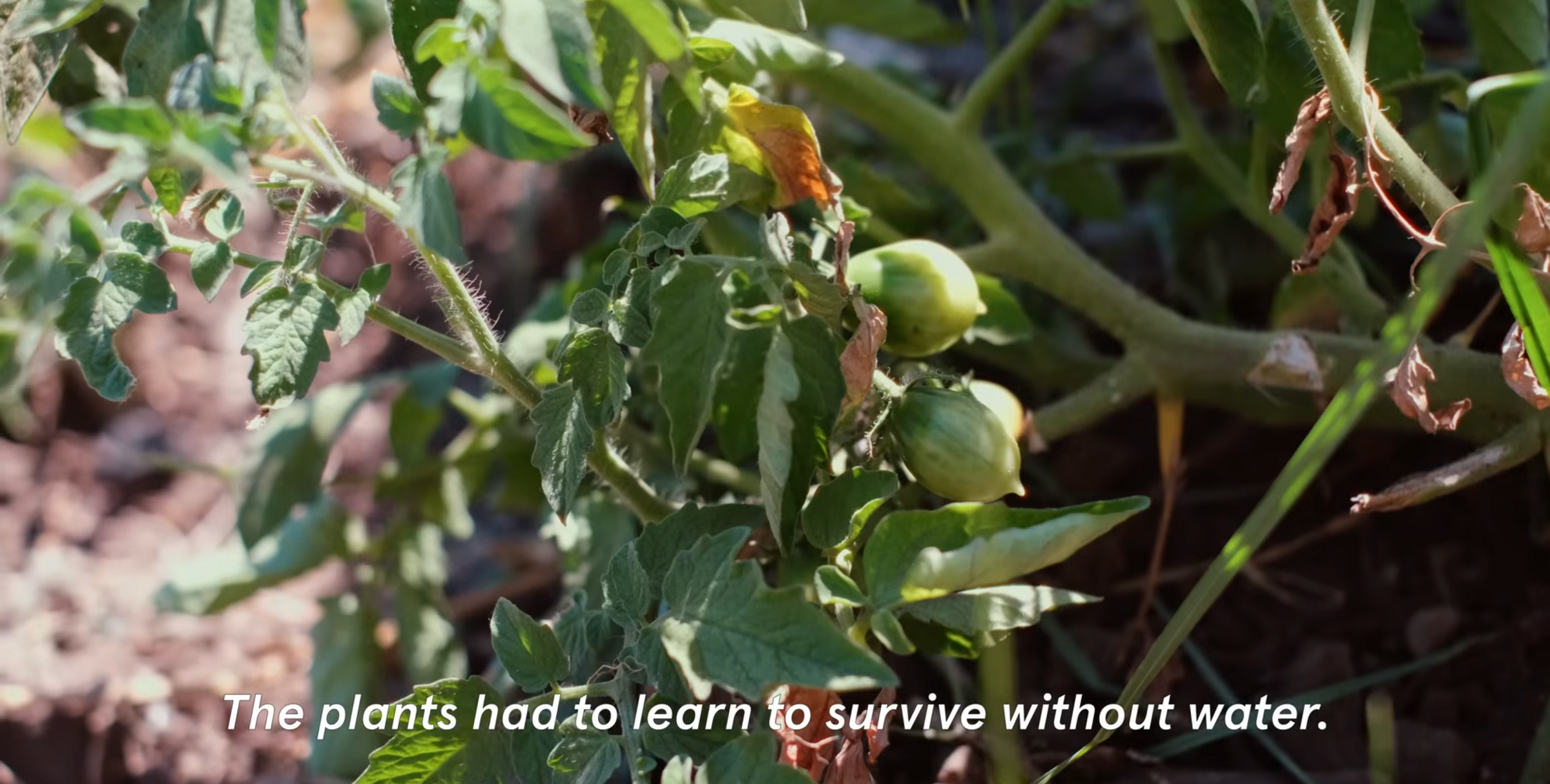 Close-up of green plants with some wilted leaves and small unripe fruits, growing in dry soil. White text reads: The plants had to learn to survive without water..