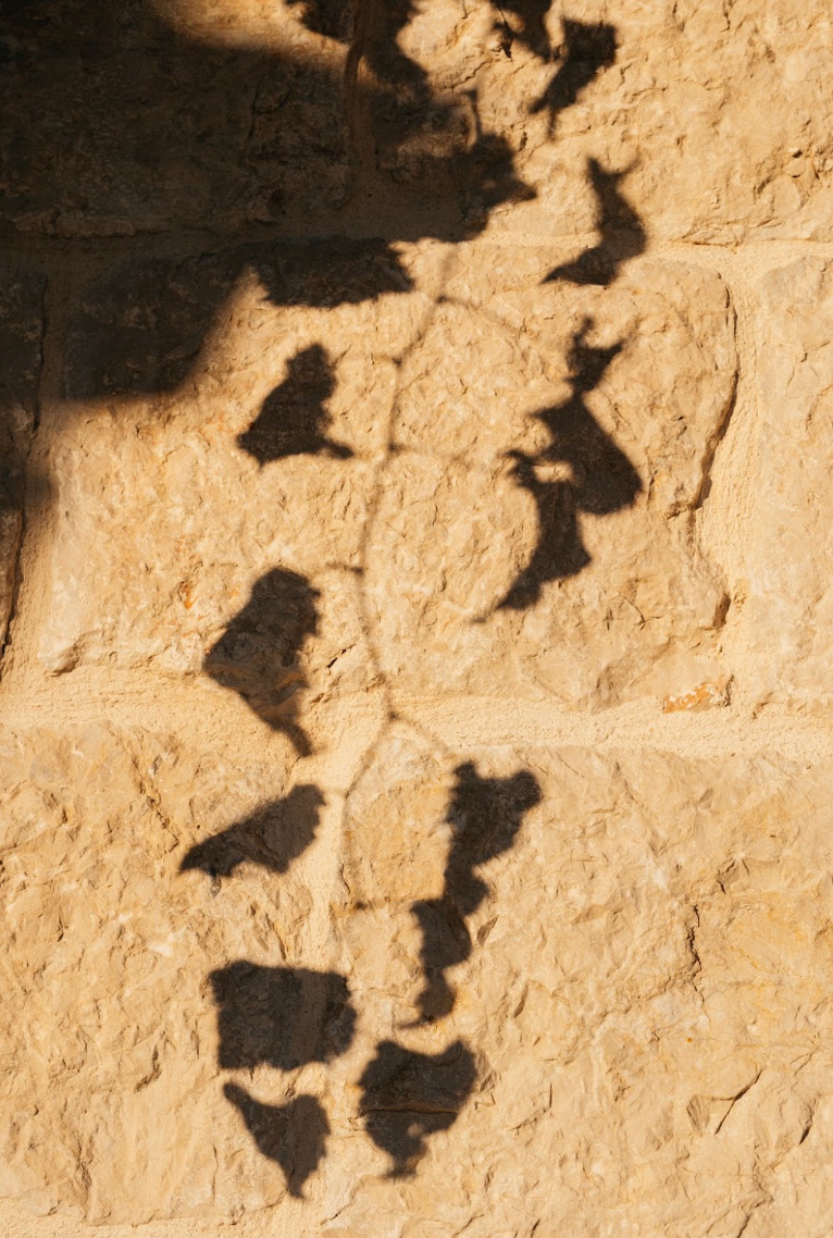 Shadow of a leafy plant cast onto a rough stone wall.