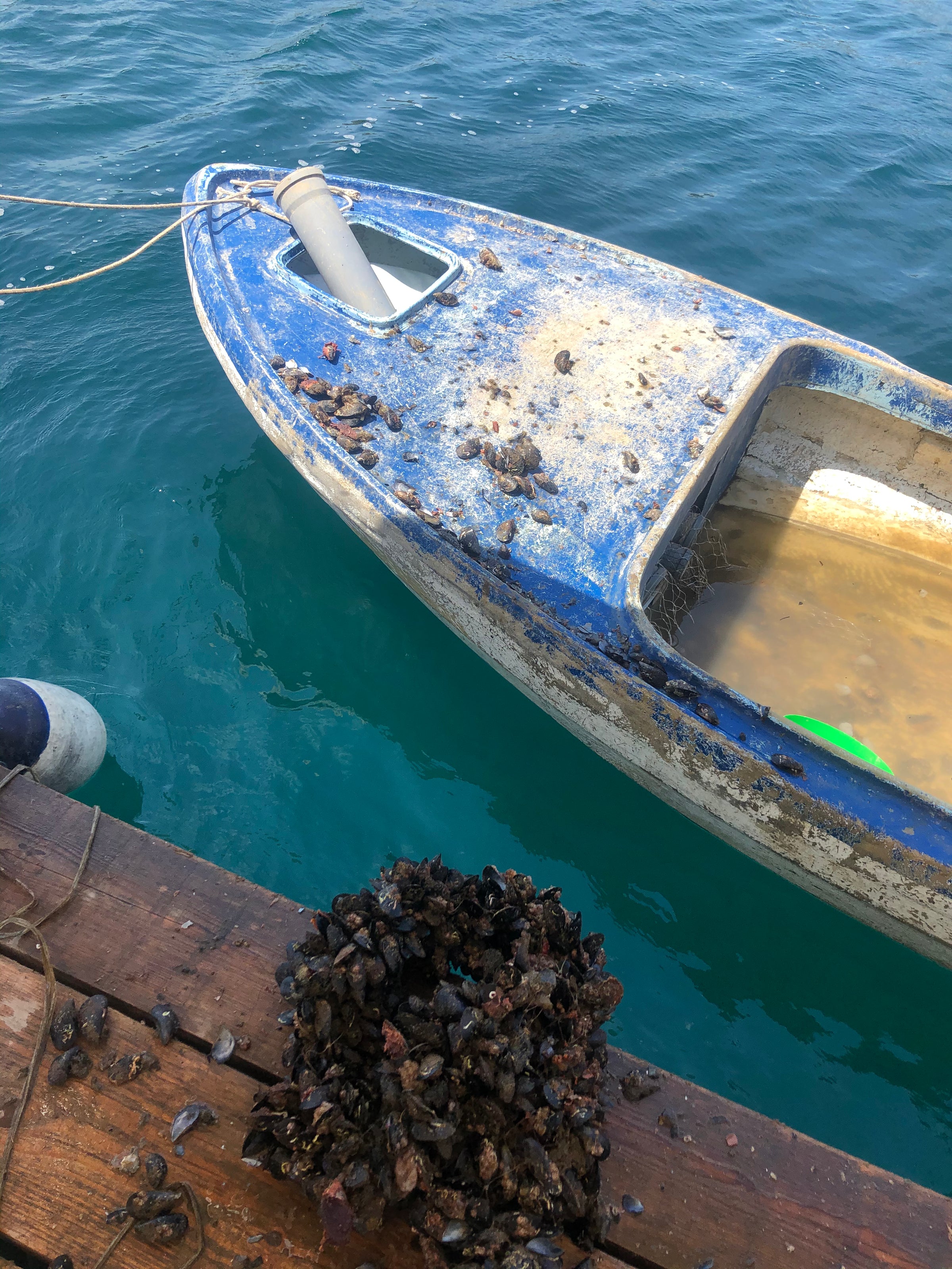 A blue and white boat floats on clear water beside a wooden dock. A pile of wet shellfish or sea creatures sits on the dock near the boat, which is dirty and filled with some water.