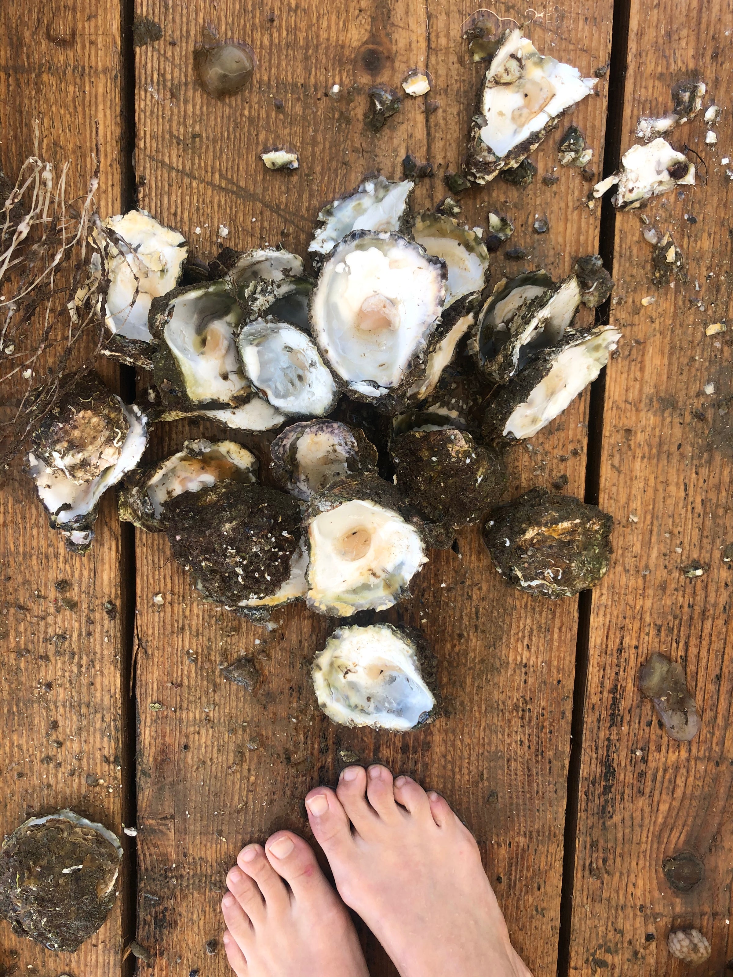Bare feet stand on a wooden floor near a scattered pile of empty, dirty oyster shells and debris.