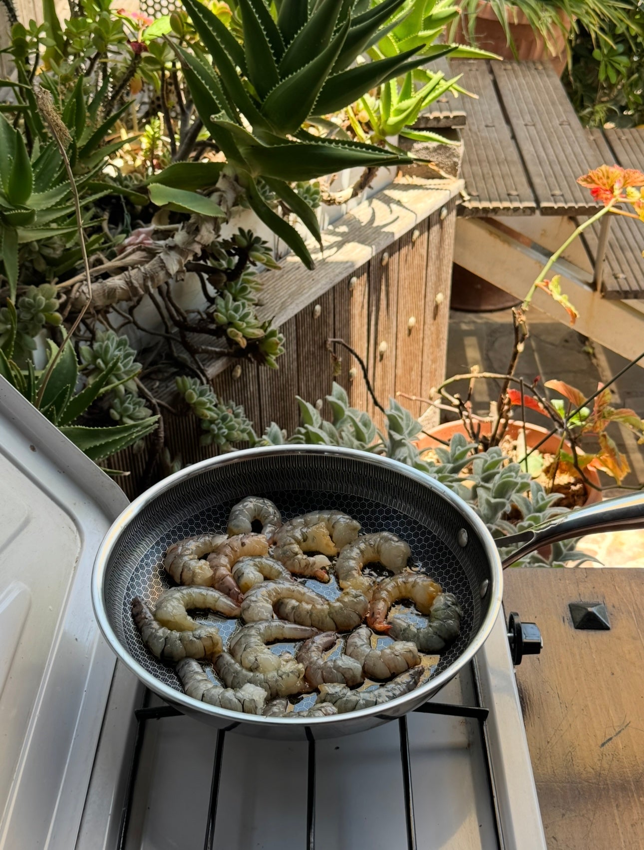 A pan filled with raw shrimp sits on a gas stove outdoors, surrounded by various potted succulents in sunlight. A wooden deck and more plants are visible in the background.